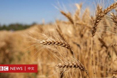 為什麼俄國入侵烏克蘭會波及你的餐桌 - BBC News 中文